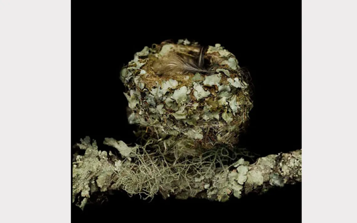 Female hummingbirds bind their tiny nests together with spiderwebs.