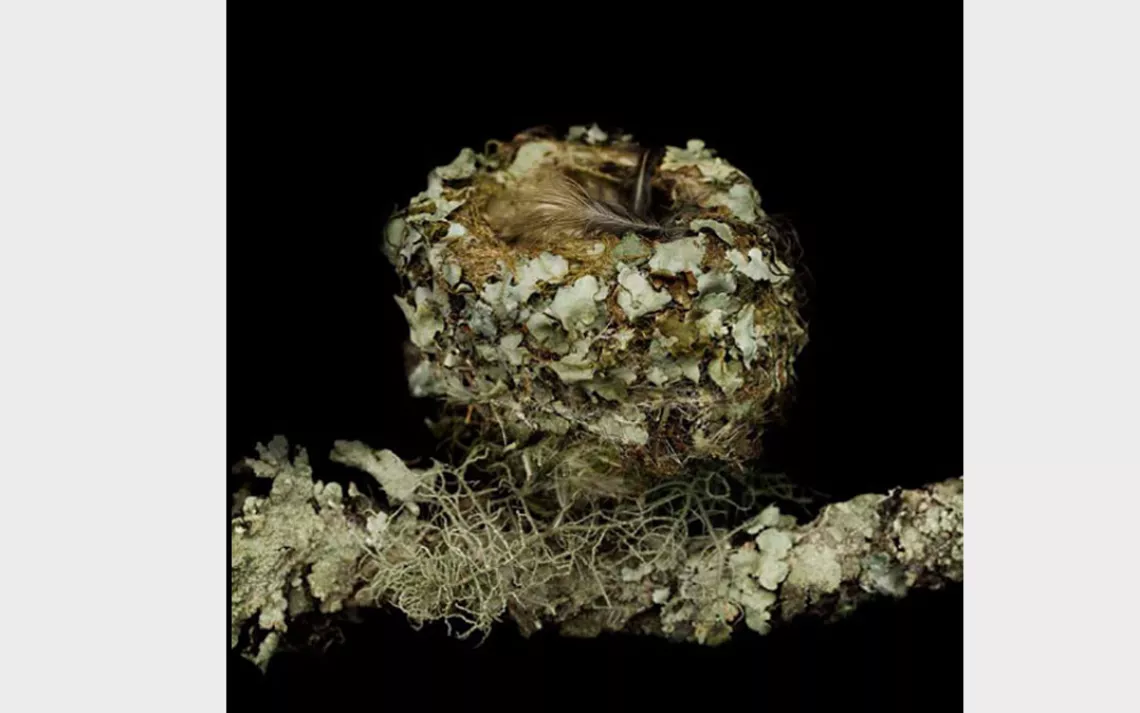 Female hummingbirds bind their tiny nests together with spiderwebs.