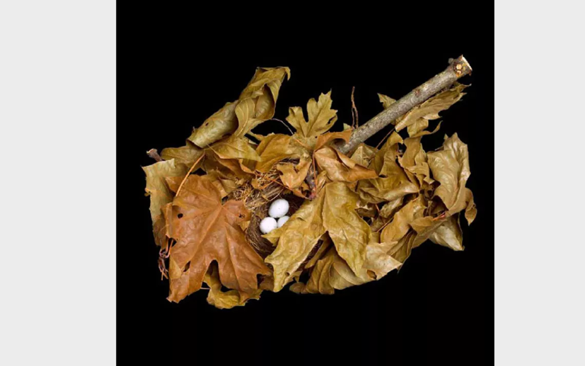 The nests of pine siskins tend to be exceptionally well hidden.