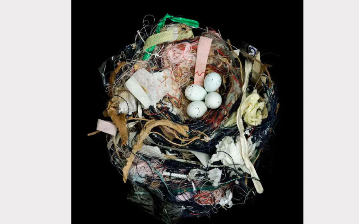 Female House finches have been known to build their cup-shaped nests in an amusing variety of locations, including hanging plants, Christmas wreaths, and old hats.