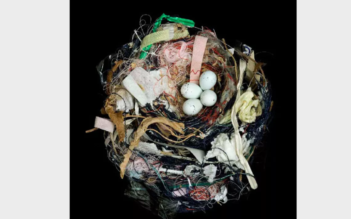 Female House finches have been known to build their cup-shaped nests in an amusing variety of locations, including hanging plants, Christmas wreaths, and old hats.