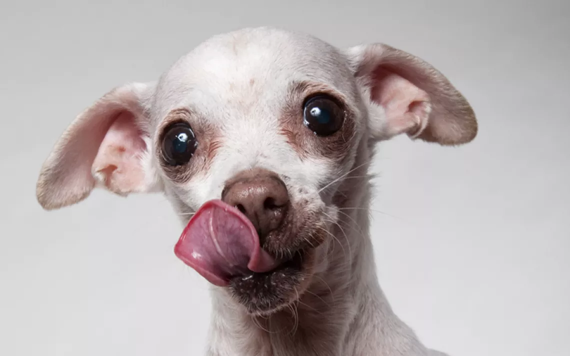 Leela, 10, spent most of her life in a cage at a puppy mill as a breeding female  until Wonder Dog Rescue found her a home.