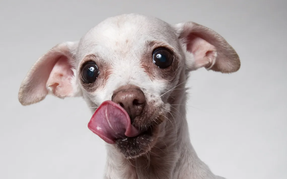 Leela, 10, spent most of her life in a cage at a puppy mill as a breeding female  until Wonder Dog Rescue found her a home.