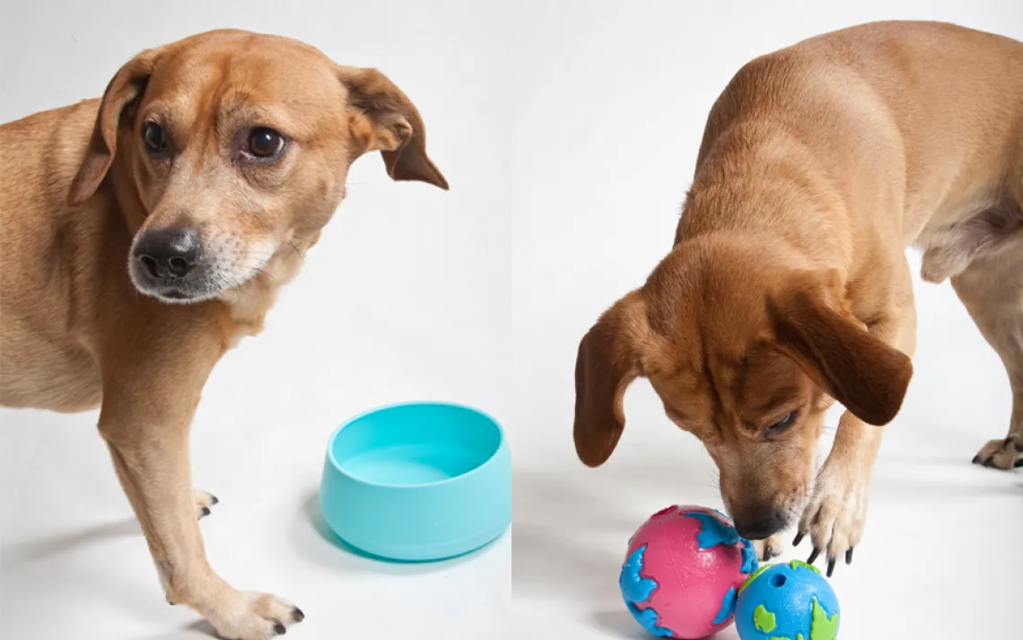 Monty, 7, was adopted as a puppy from Michigan's Humane Society and now lives in San Francisco.