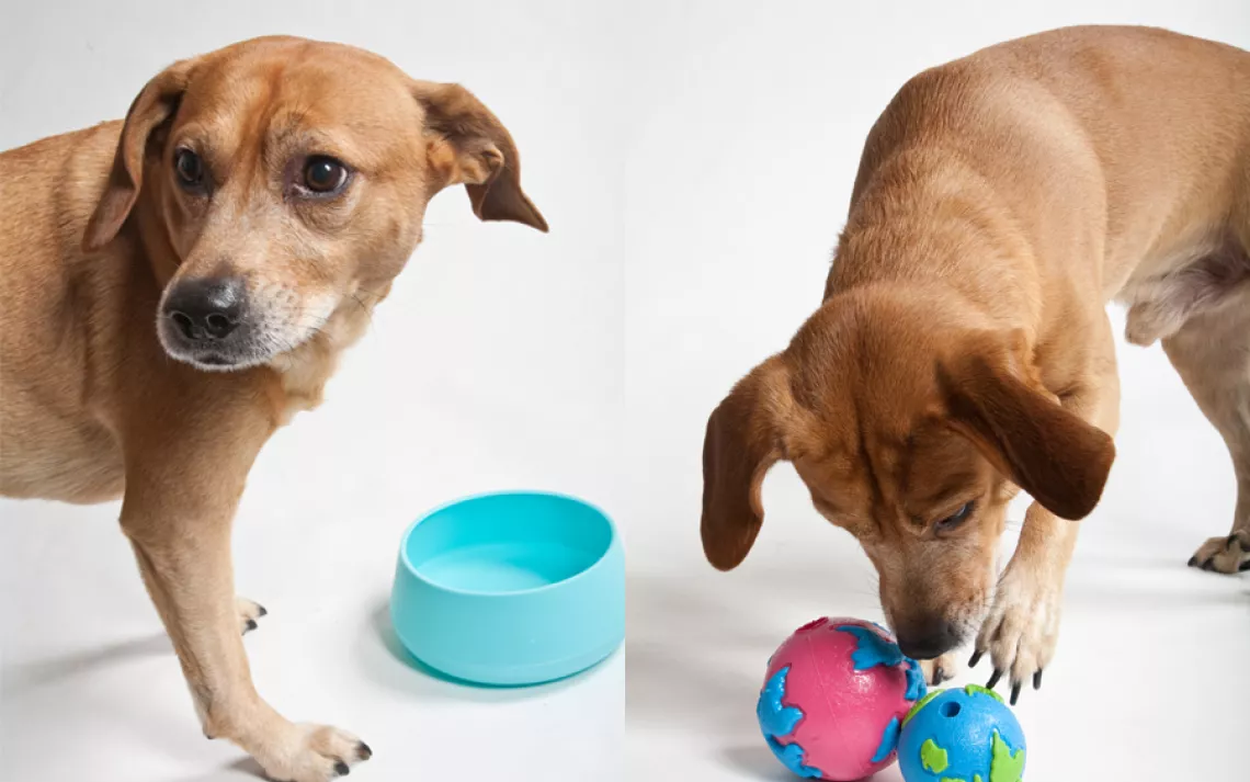 Monty, 7, was adopted as a puppy from Michigan's Humane Society and now lives in San Francisco.