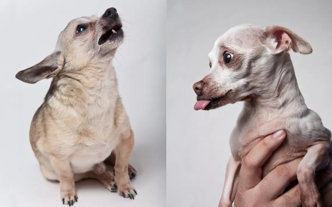 Lex (left), 10, was saved by Rocket Dog Rescue just one day before being euthanized at a shelter; he lives with Leela (right).