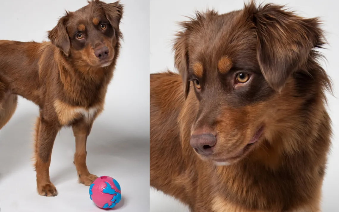 Stella, 1, was adopted from the San Francisco SPCA just a few weeks before these photos were taken.