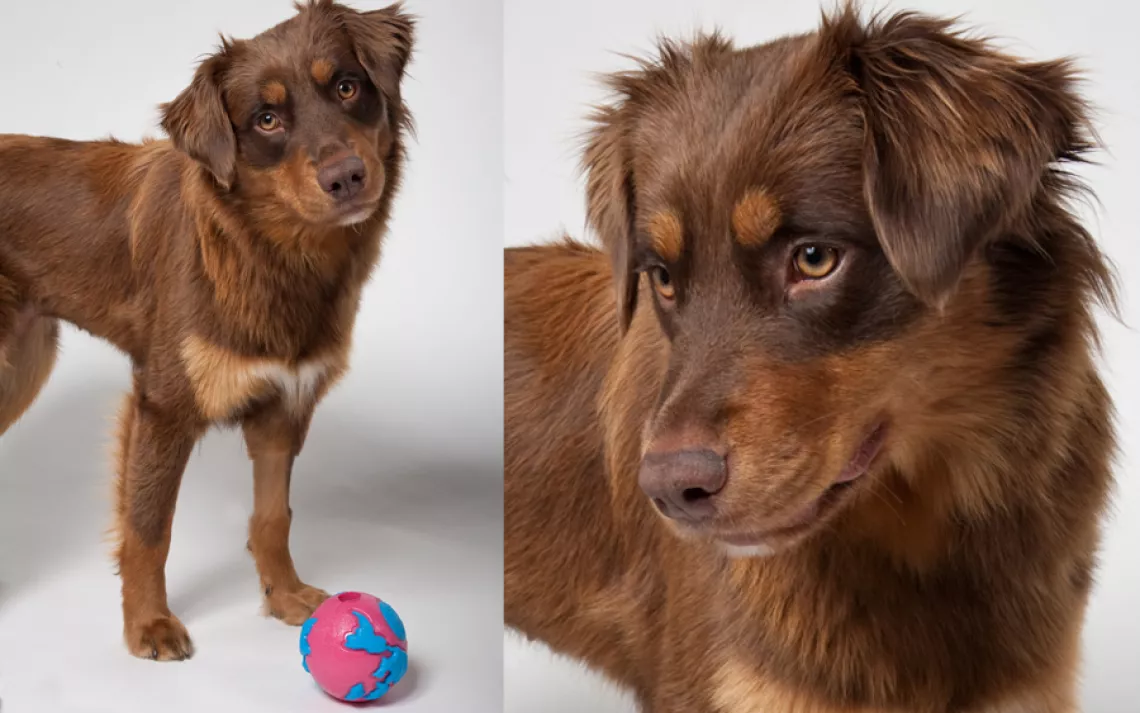 Stella, 1, was adopted from the San Francisco SPCA just a few weeks before these photos were taken.