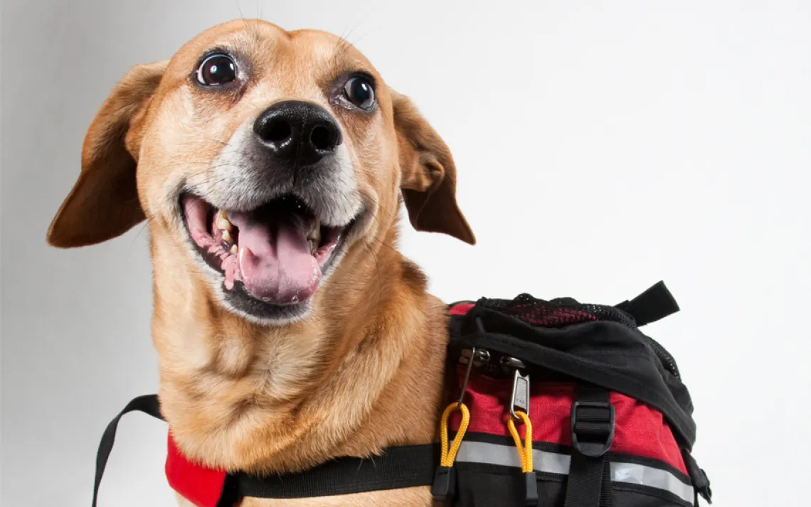 Instead of driving the nearly two miles to our photo shoot, Monty's owner chose to walk.