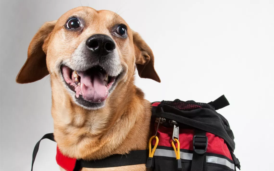 Instead of driving the nearly two miles to our photo shoot, Monty's owner chose to walk.