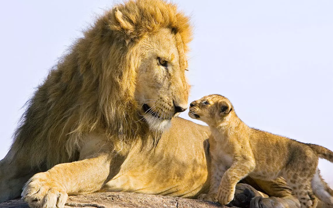 Animal families