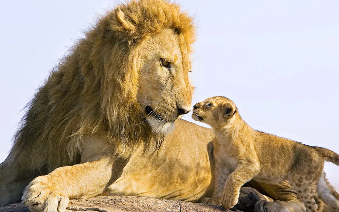 Animal families