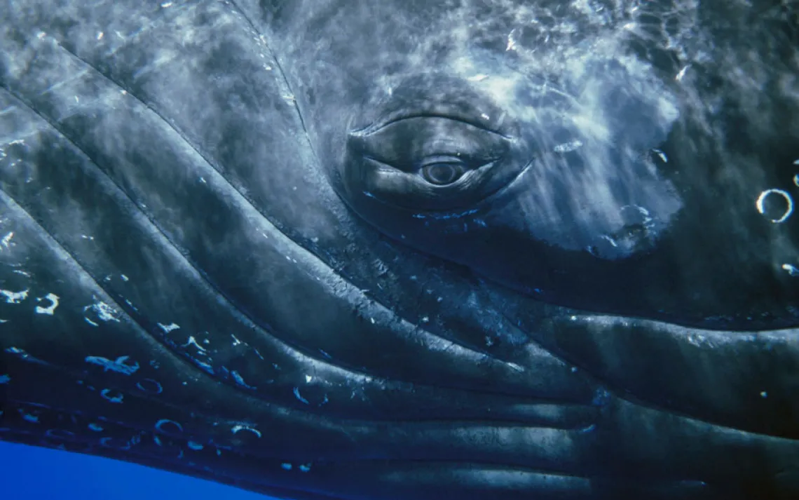 Whales