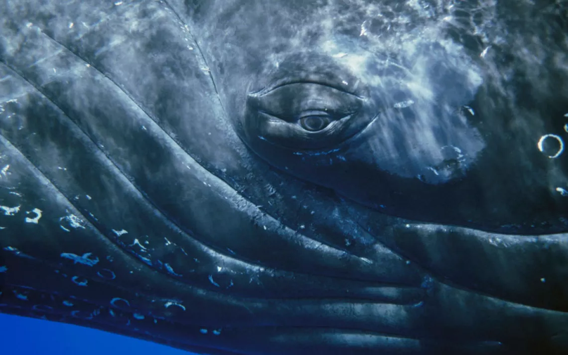 Whales