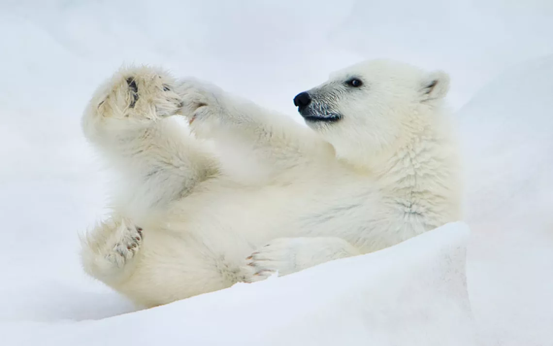 Arctic Ice