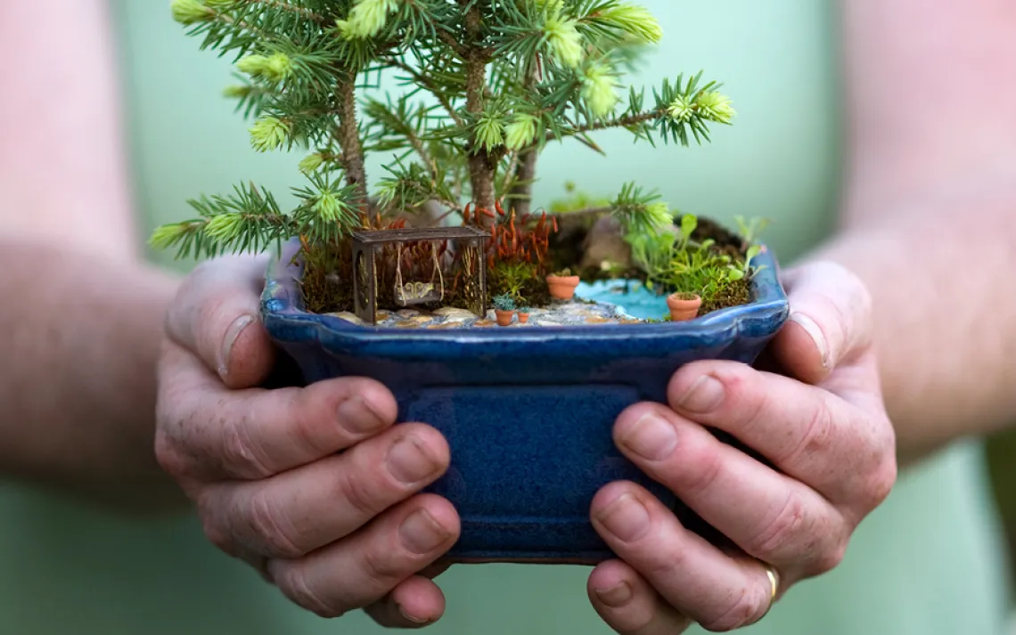 Mini Gardens