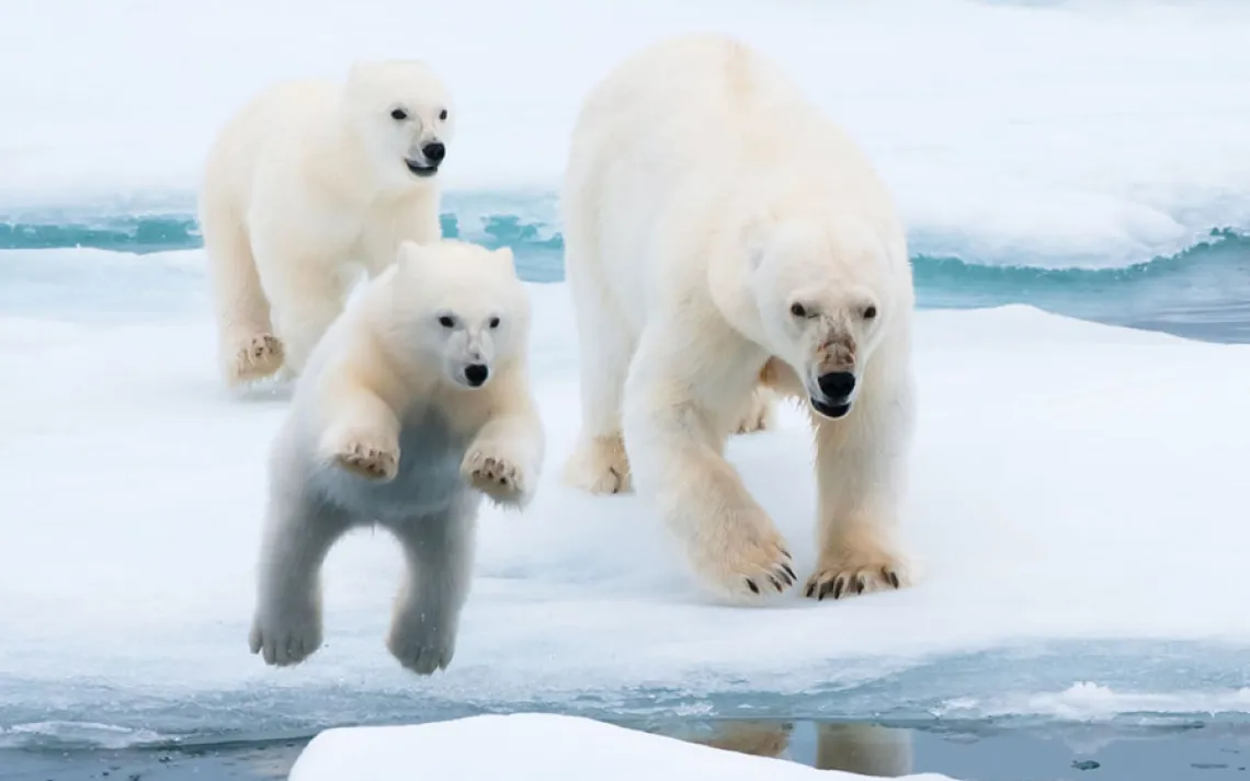 Arctic Ice