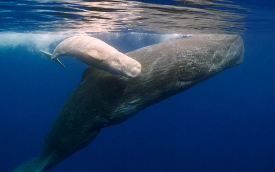 Sperm whales