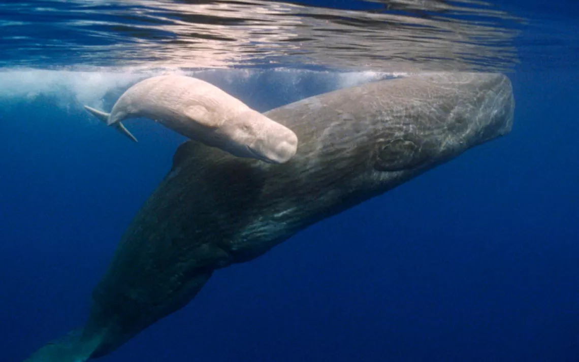 Sperm whales
