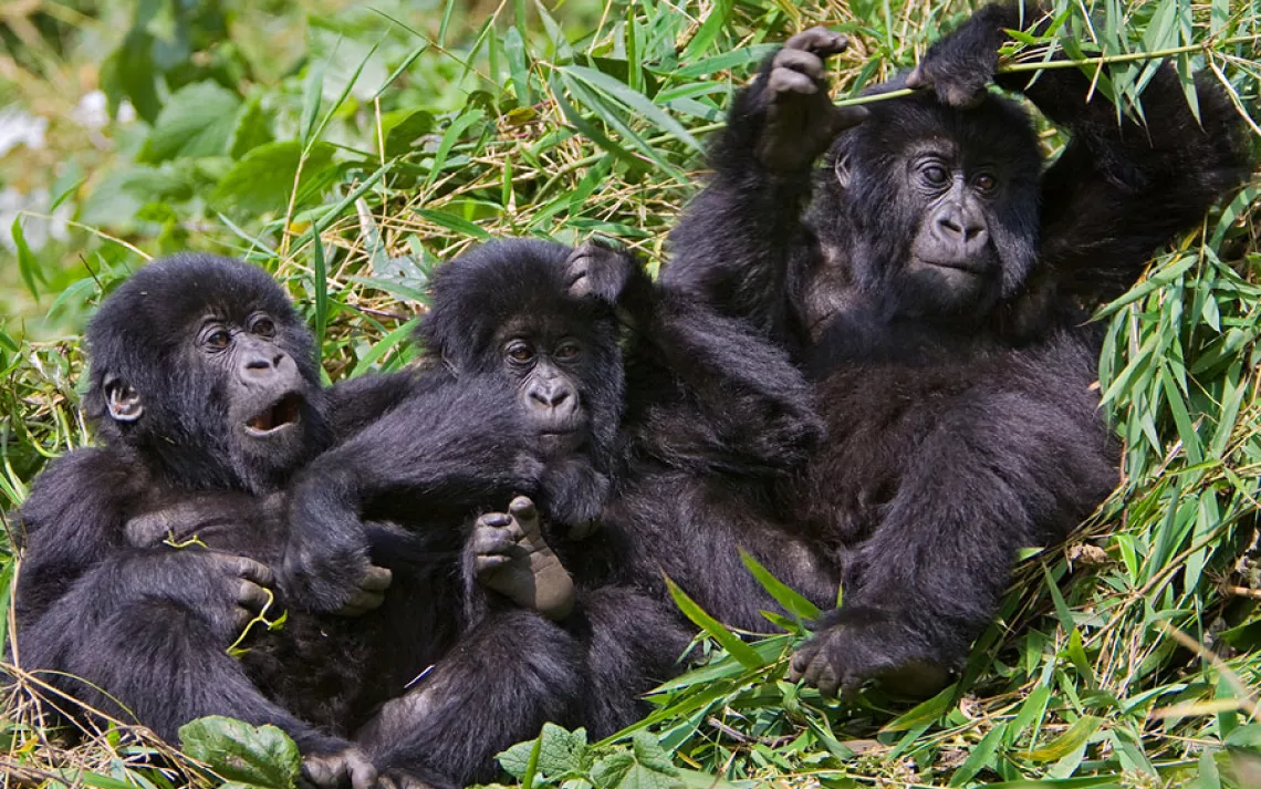 Animal families