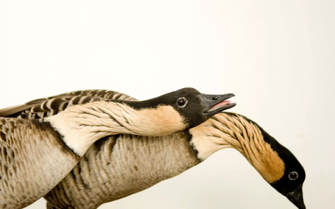 Hawaiian goose