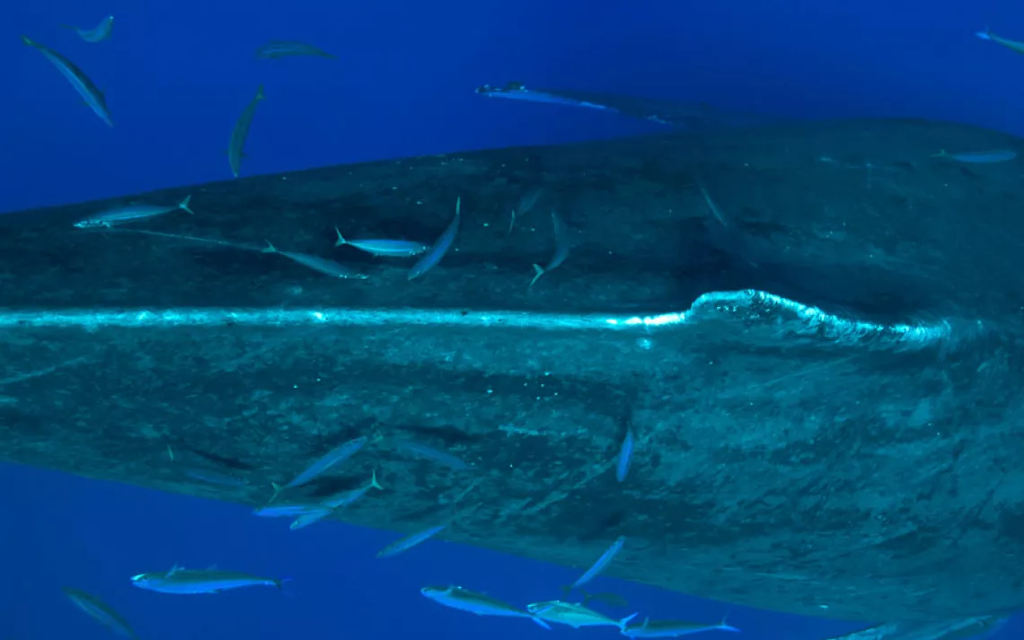 Humpback whale