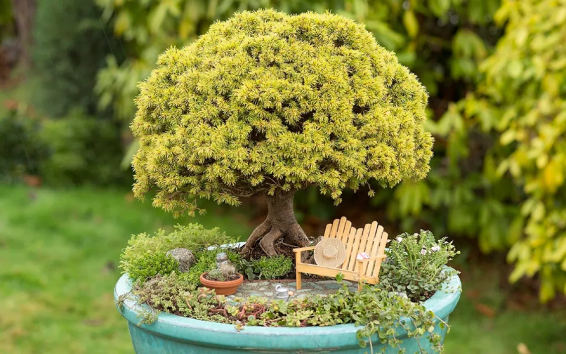 Mini Gardens