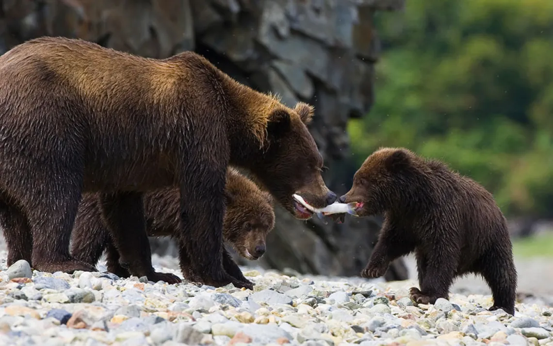 Animal families