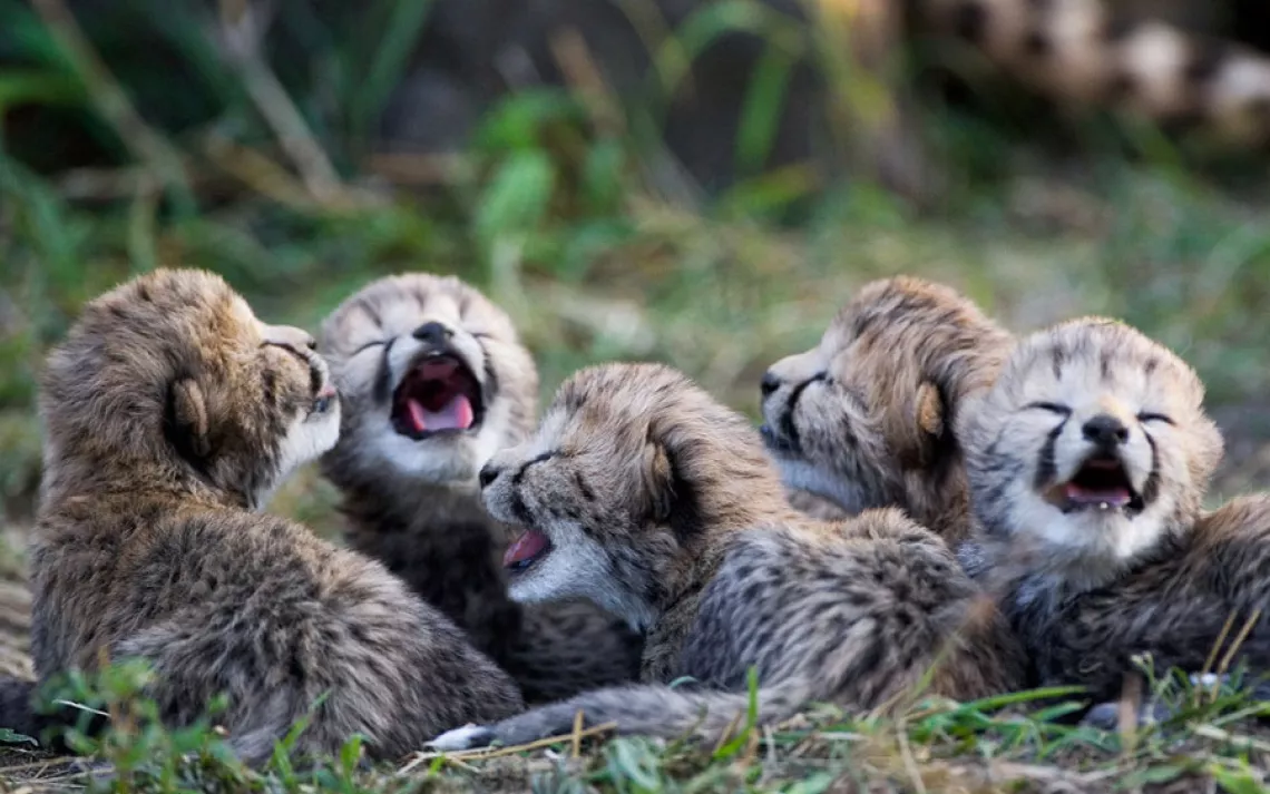 Animal families