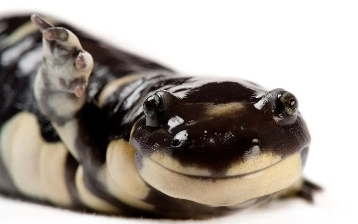 California tiger salamander