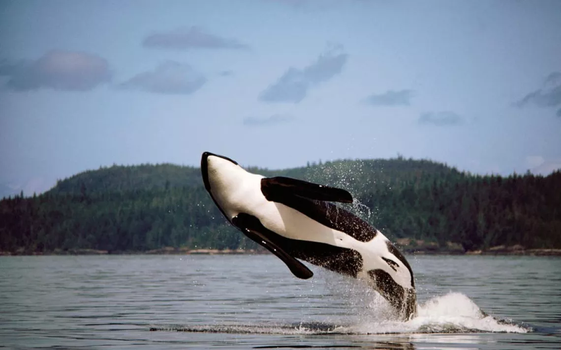 Orca