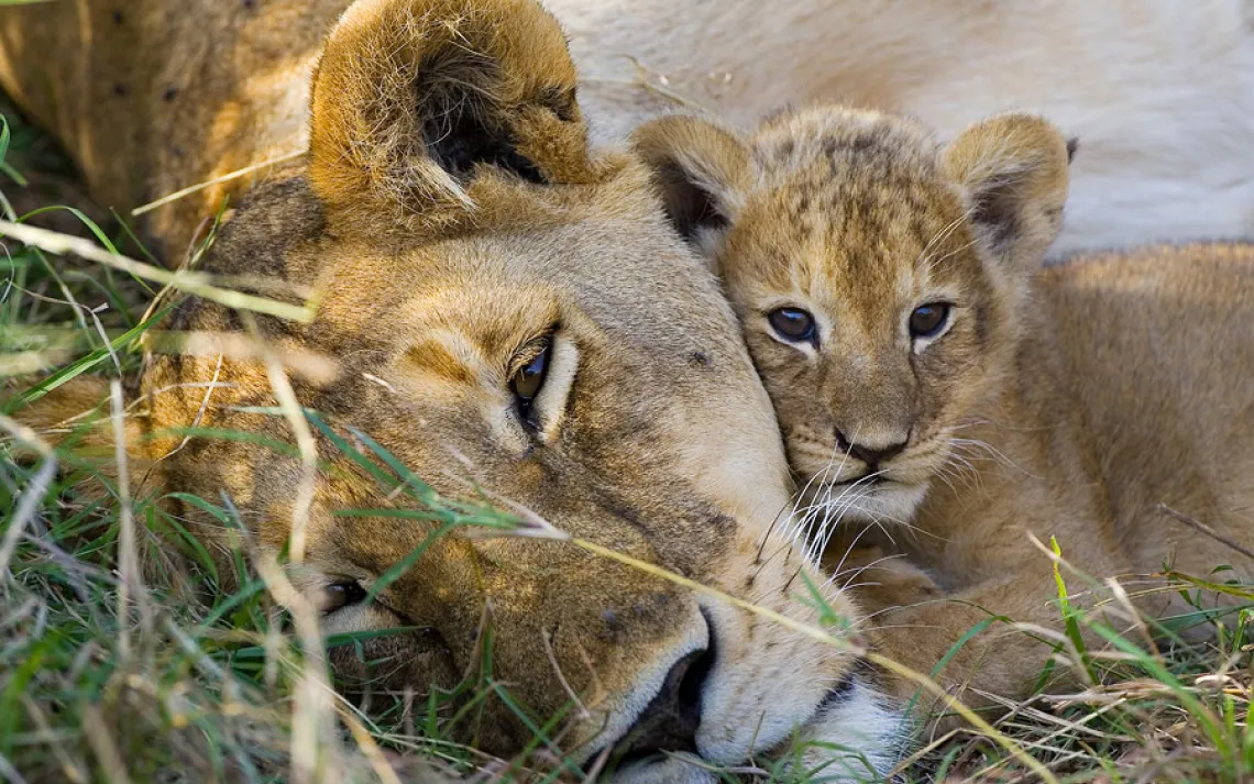 Animal families