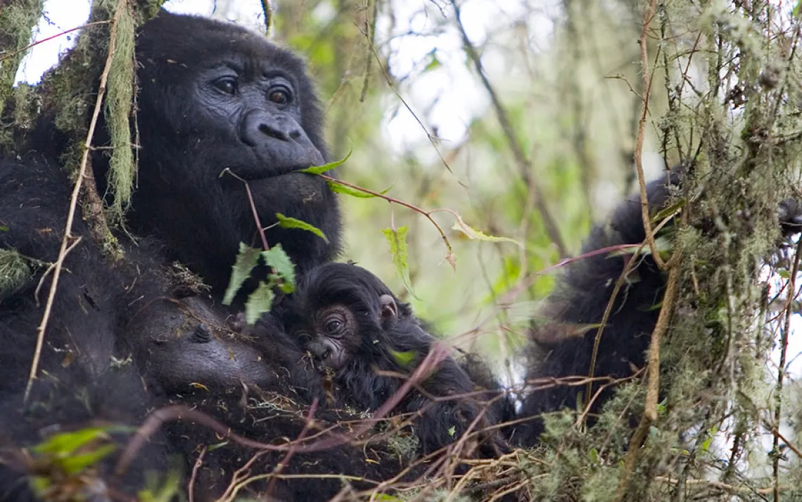 Animal families