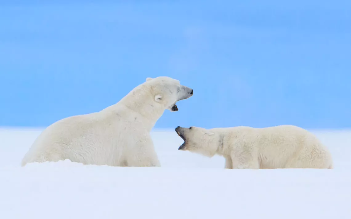 Arctic Ice