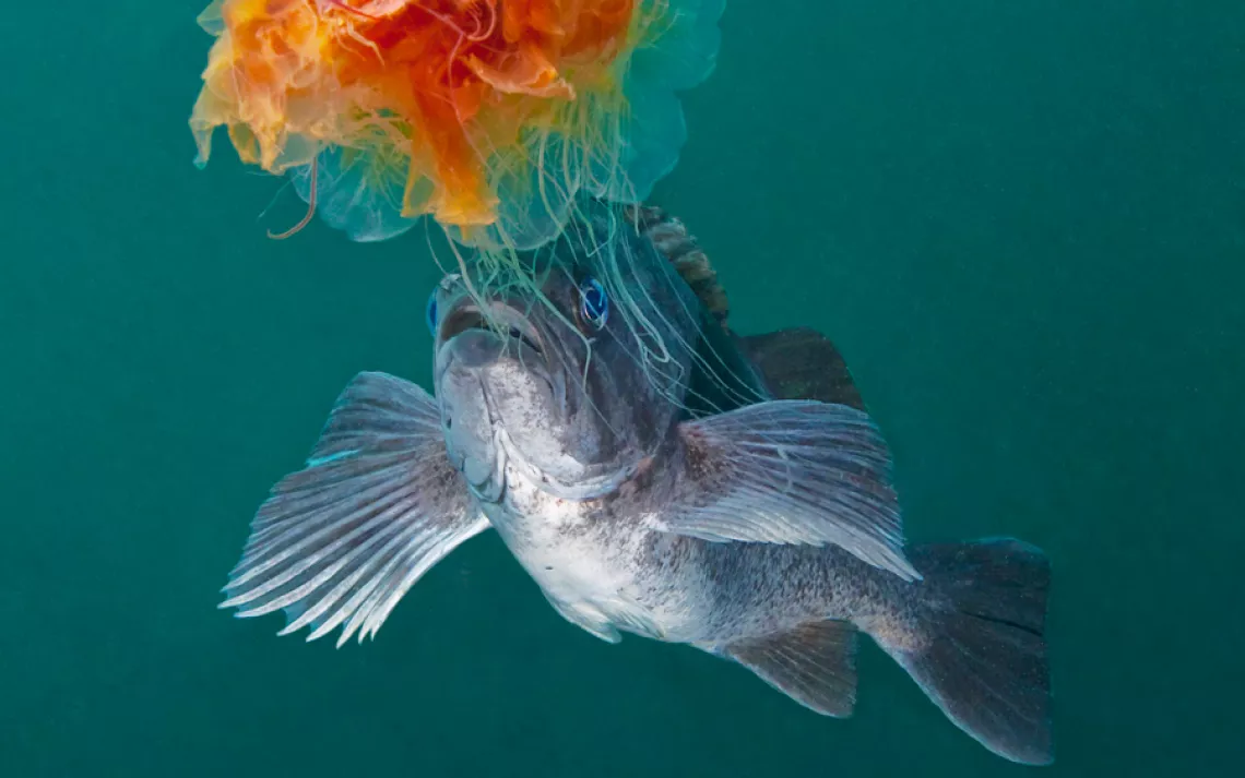 Underwater World