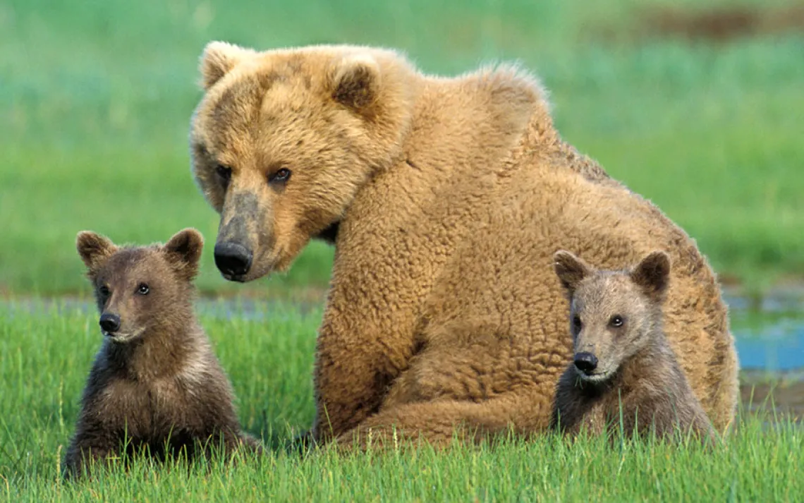 Animal families