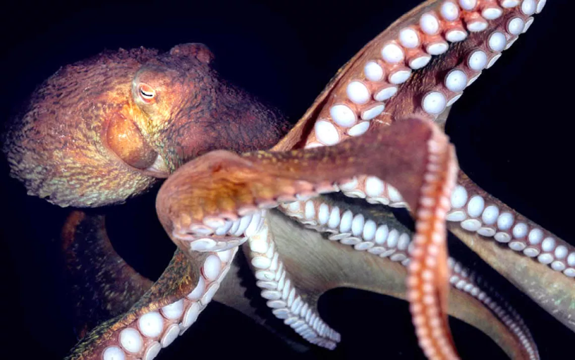 Underwater World