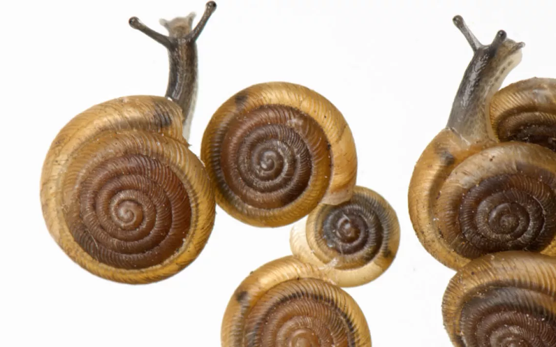 Iowa Pleistocene snail