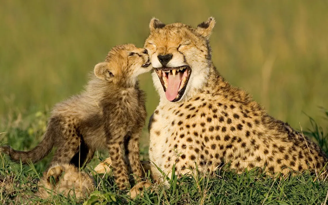 Animal families