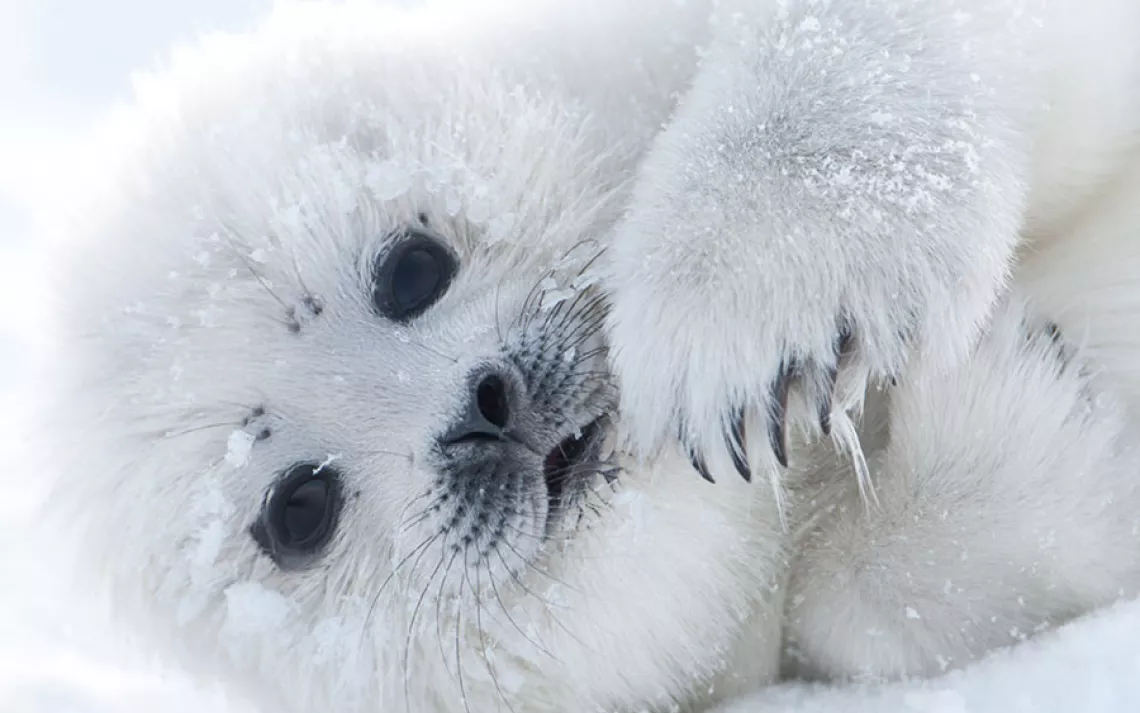 Arctic Ice