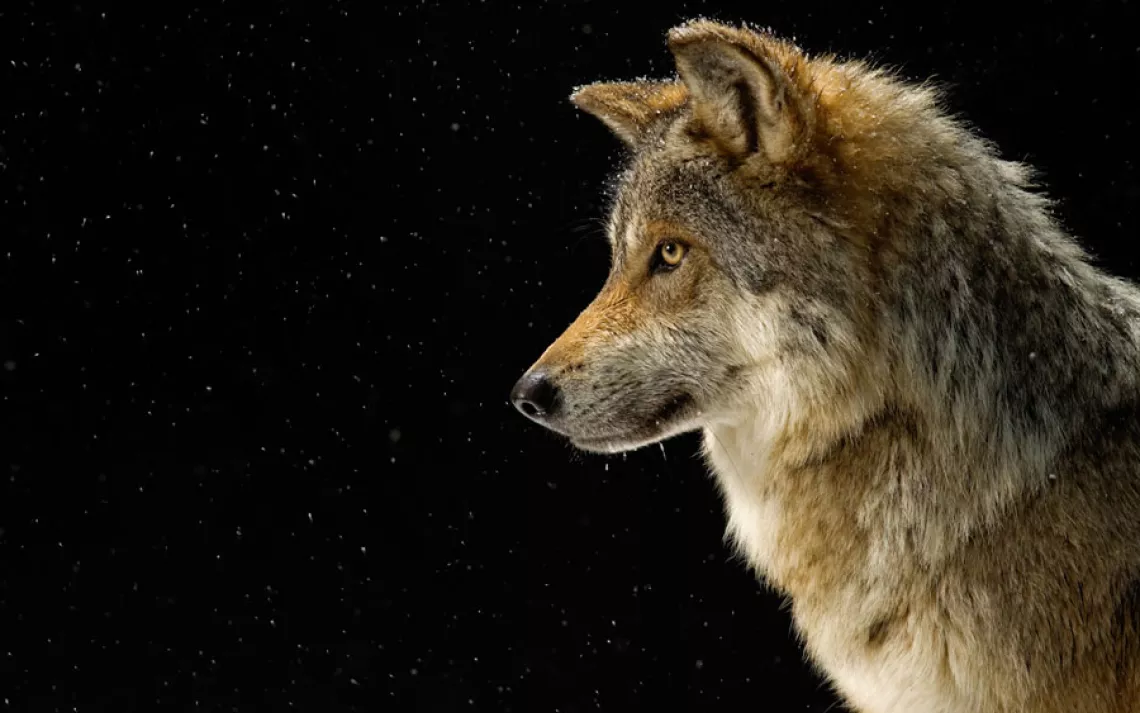 Mexican gray wolf