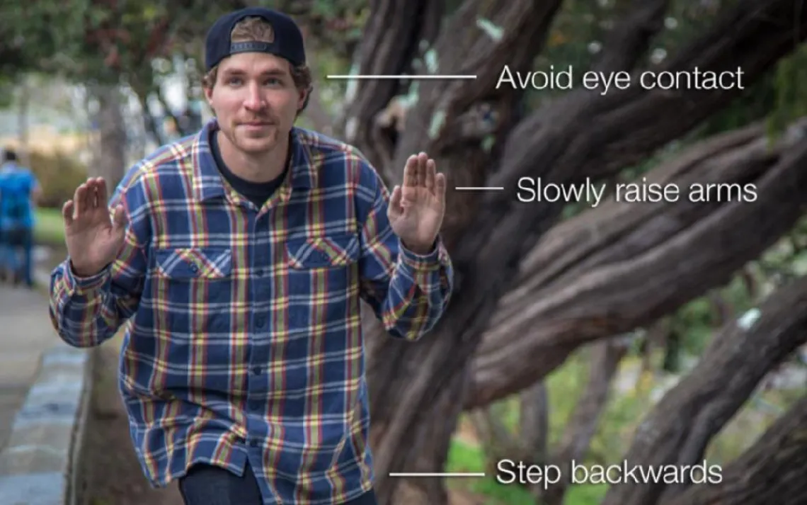 When you encounter a non-aggressive grizzly, it's best to speak in a monotone voice and back away slowly.