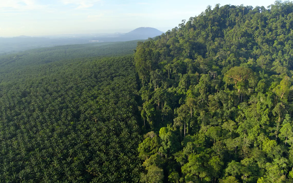 Palm oil plantation next to forested region in Borneo as seen from high in the air.