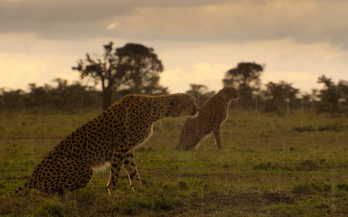 Cheetahs in the Maasai Mara, Kenya. Photo courtesy of Netflix. 
