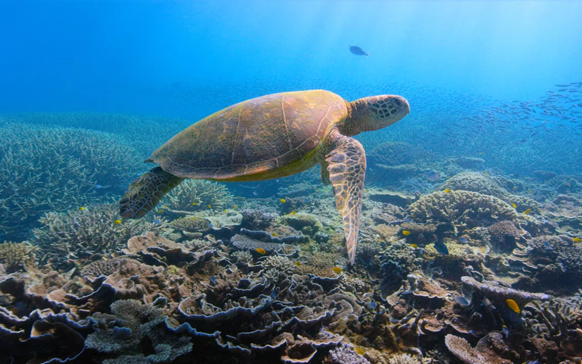 Turtle swimming over coral reefs in a beautifully blue ocean, seen from underwater