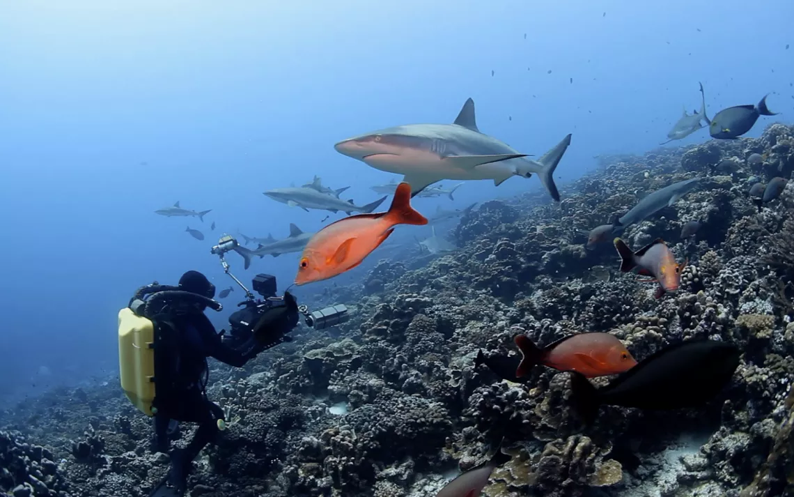 Shark Diver