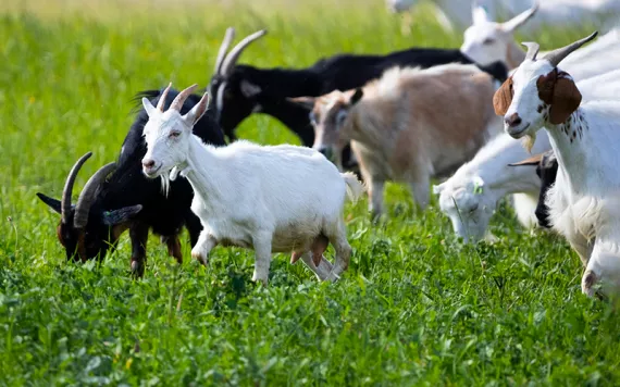 A herd of goats walks through knee-high grass