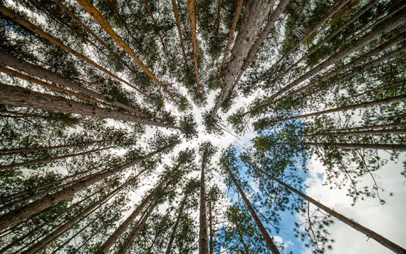 Tree canopy 