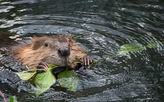Beavers
