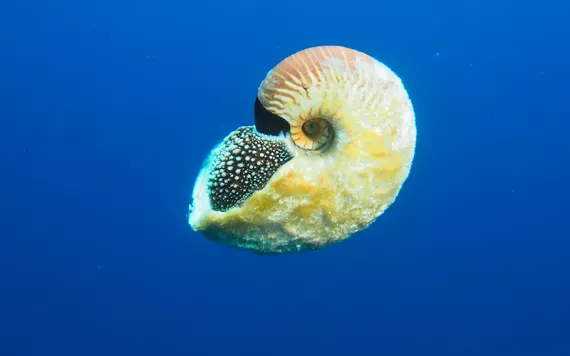 Nautilus